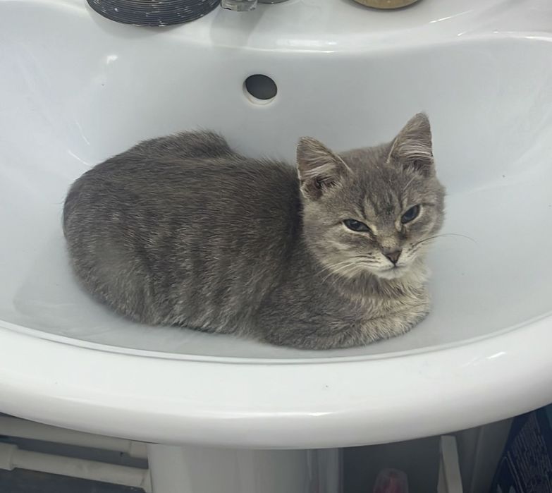 Отдам котенка 5 мес