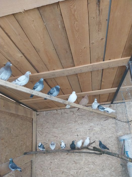 Vând lot de 20 de porumbei