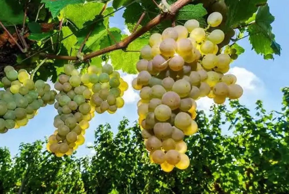 Продавам грозде за ракия и вино различни сортове