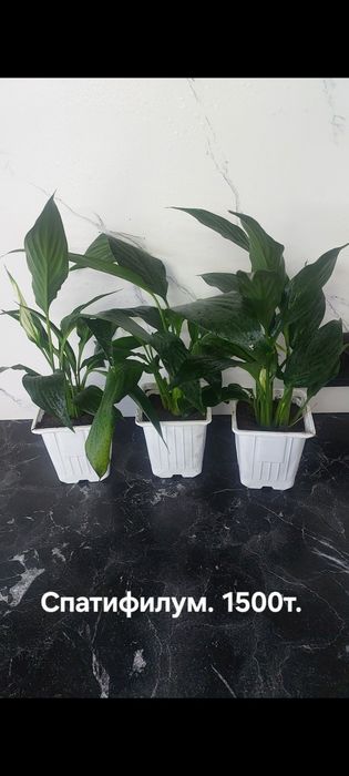 Антуриум. Цвет красный и шоколад.