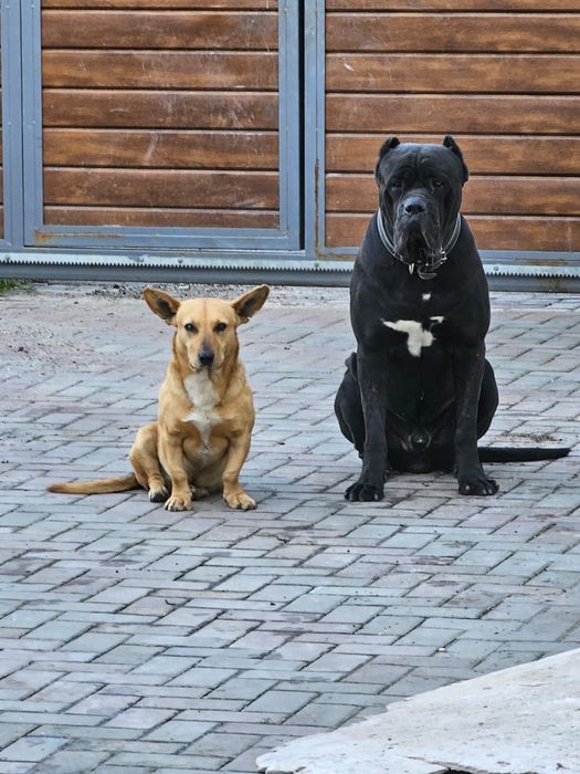 Кабель кане корсо ищет подругу