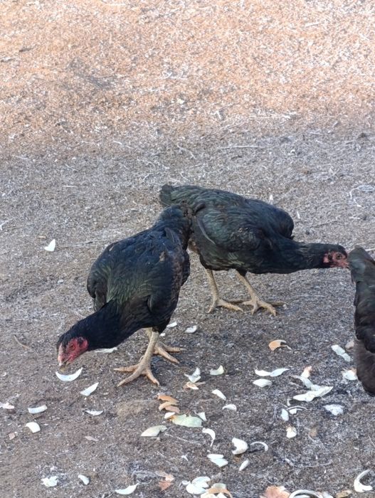 Бойцовые куры 10000тг за шт