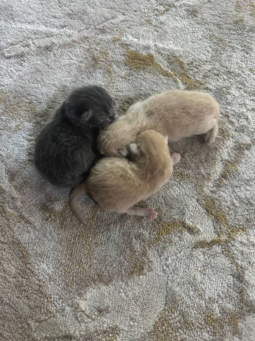 Bretanya kalta yungli Mushugi