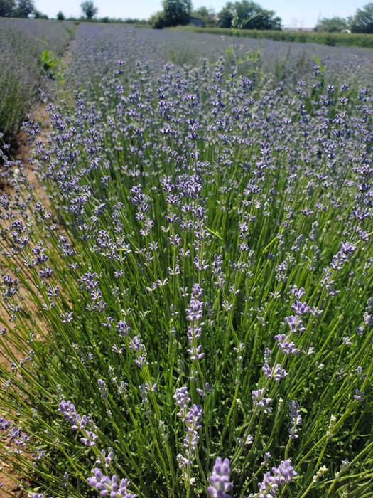 Lavanda la kilogram