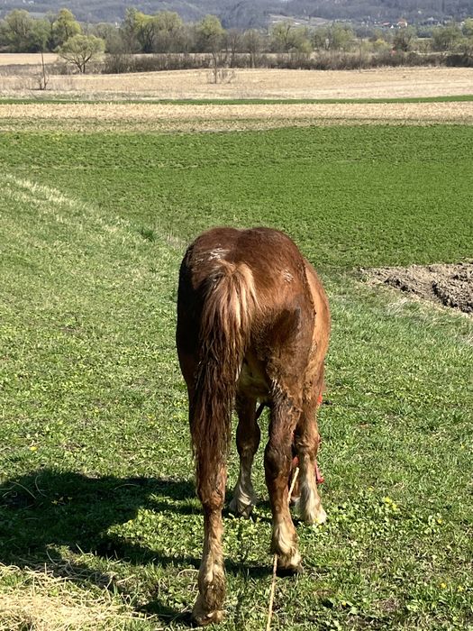 Vând sau  schimb cu o vacă mai multe detalii în privat