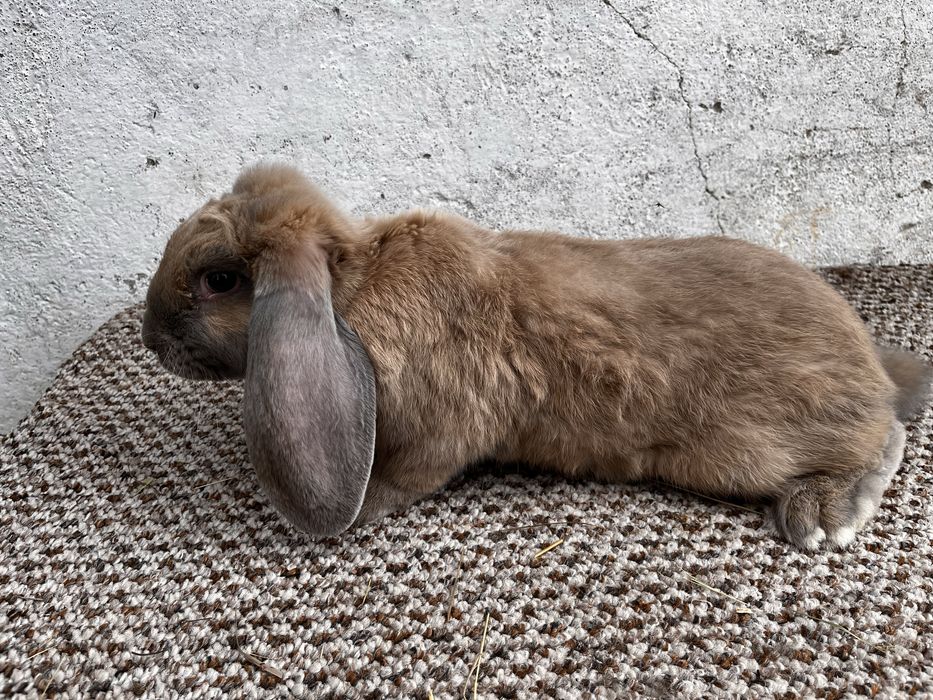 Кролики французкий баран