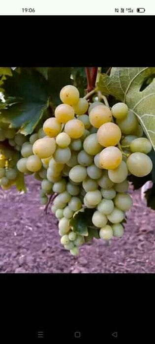 Butasi de vita de vie la un pret de 5 lei buc