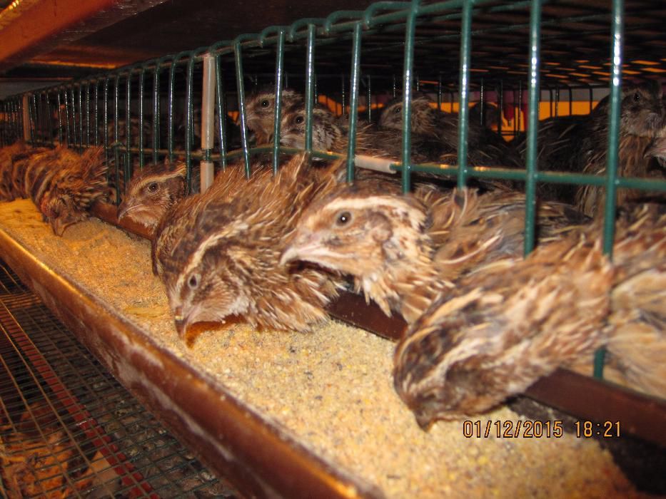 Prepelite ouatoare rasa de oua