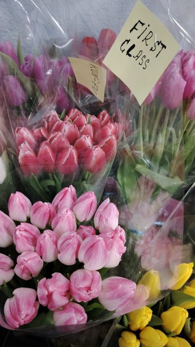 Тьюльпаны оптом от 300 тенге