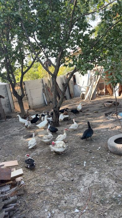 Rate Romanesti  de vanzare