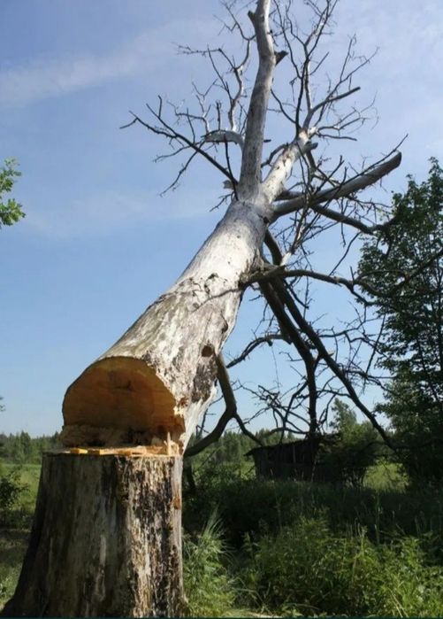 Спиль деревьев любой сложности