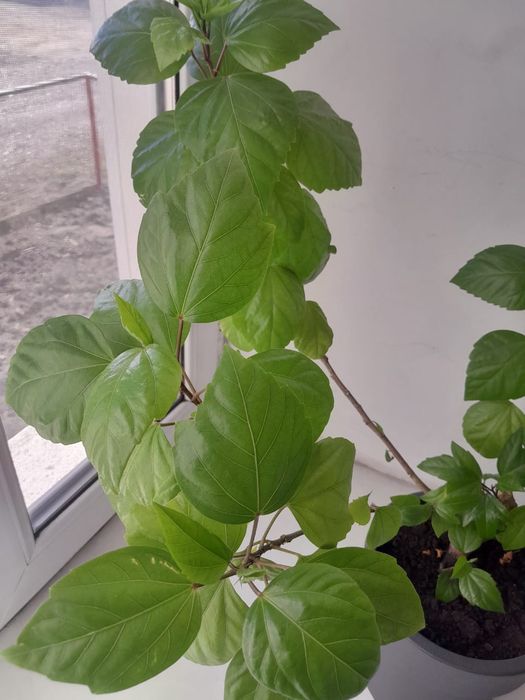 Гибискус комнатный цветок