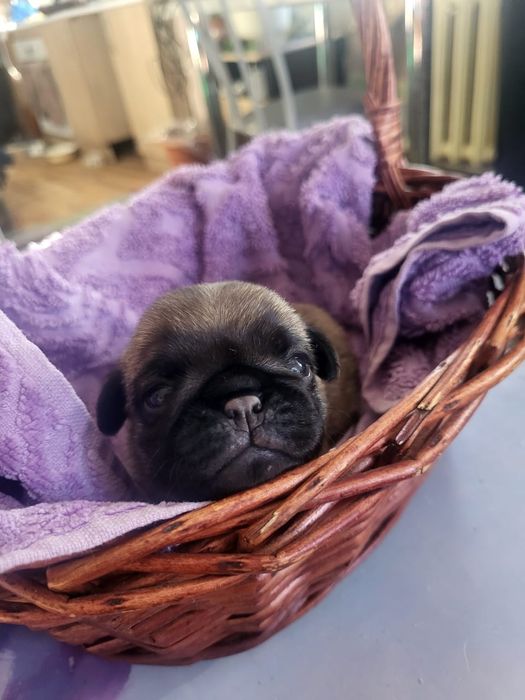 Продам щенков мопса