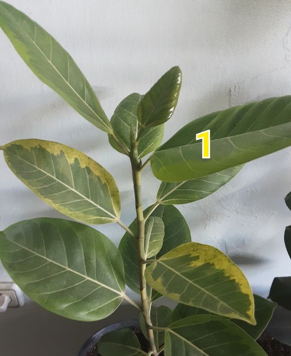 Фикус разных сортов