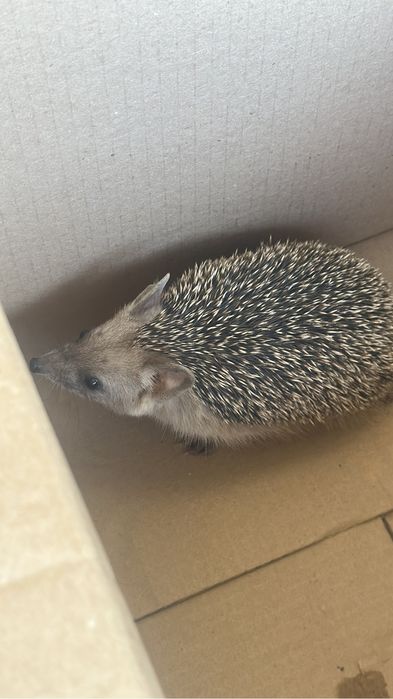 Ежата ежик ёжик ёж