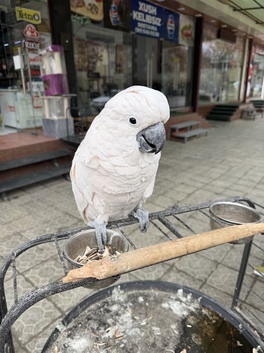 Какаду ручной сотилади зоомагазин какадуда