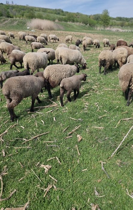 Vând 5 berbecuți Suffolk de prăsilă