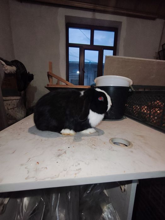 Karlik baran samka quyon sotiladi