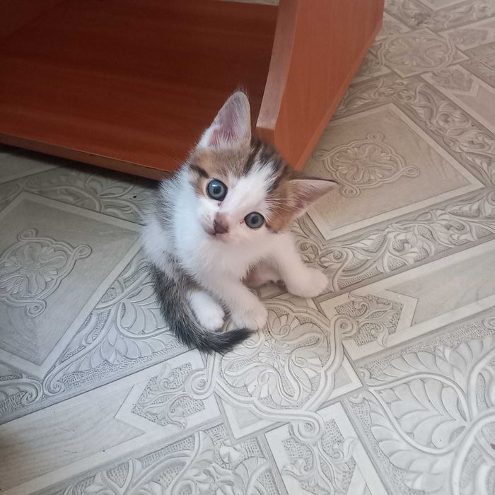 Продам котят .Вислоухих британцев