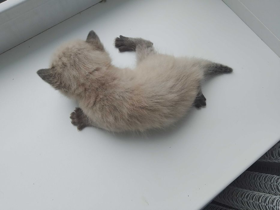 Маленькие котята