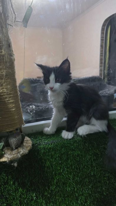 Кот, 4 месяца, зовут Доллар