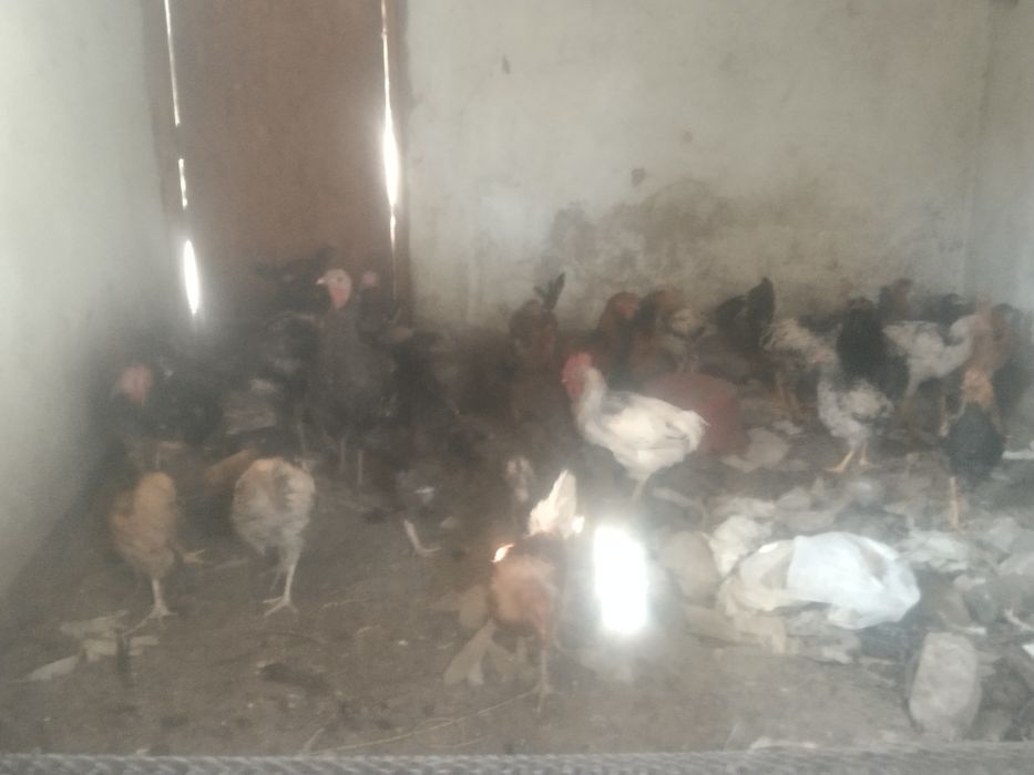 Продаю курей срочно