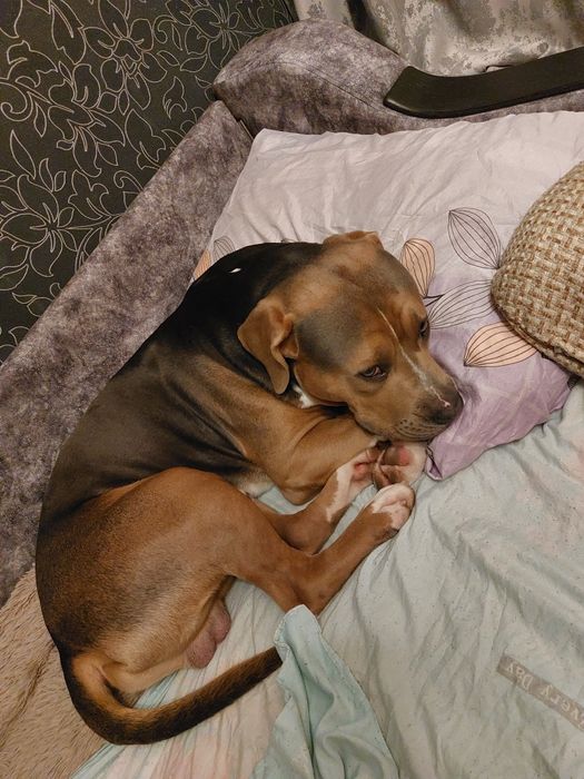 Стаффордширский терьер, мальчик