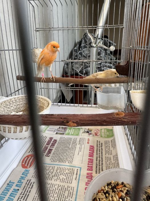 Продается канарейка,ikkalasi ham yoshiga to’lgan nar sayroda,