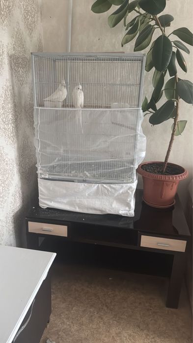 Безшокая Карела белая