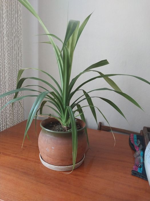 Продам комнатный цветок панданус