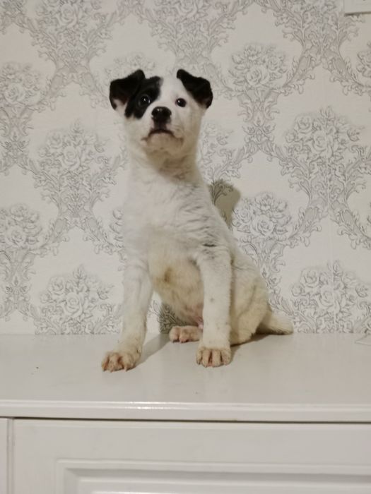 Щеночка будут не большие