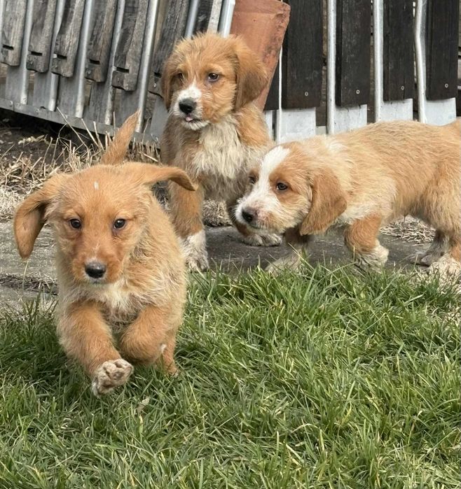 Кучета порода Български барак