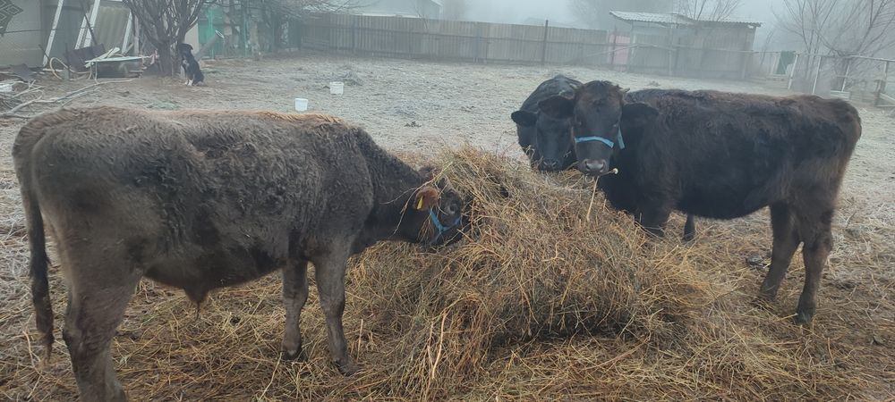Продаю молодняков разных парод