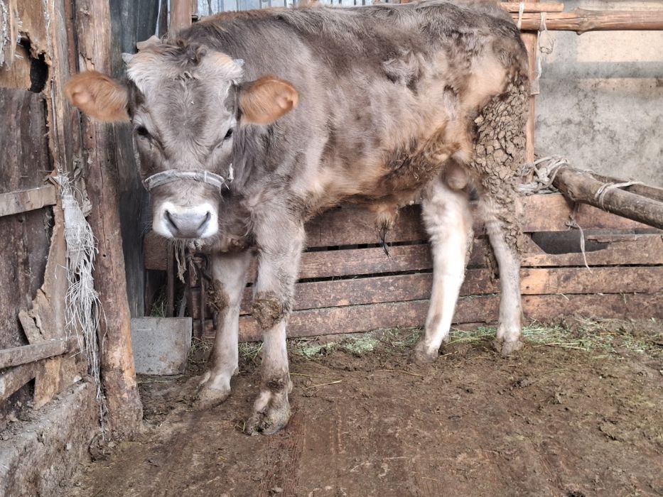 1 жасар бука.        .