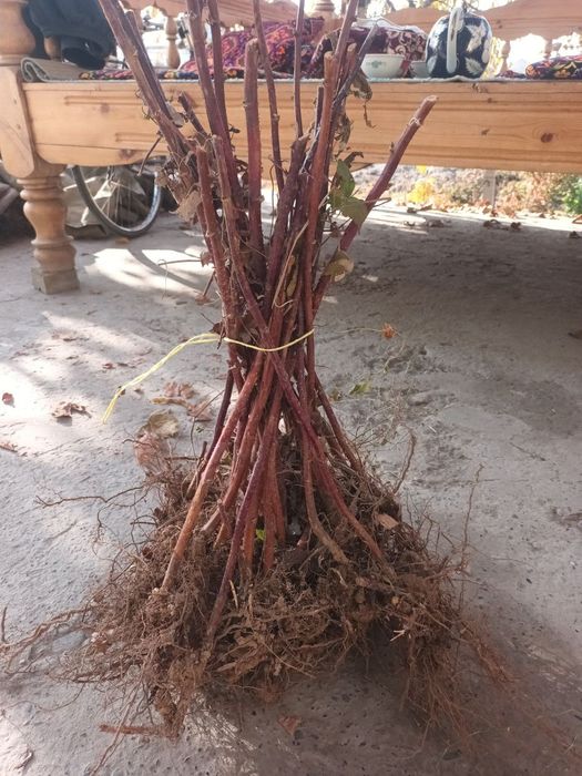 Малина кучатлари