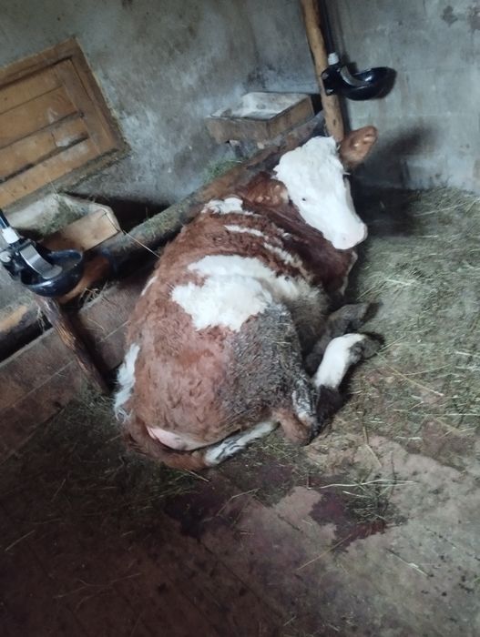 De vânzare o vițeauă