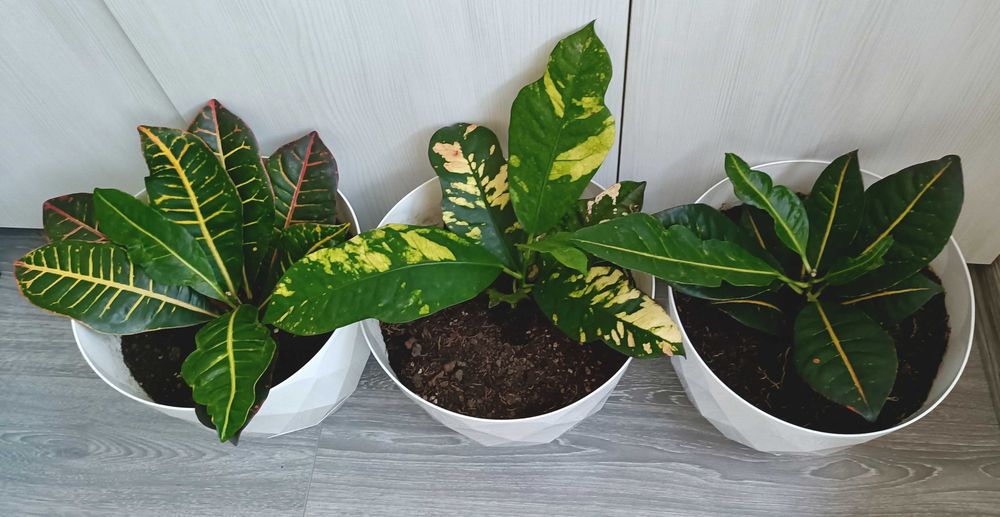 Puiet ficus clasic, livrare gratuită