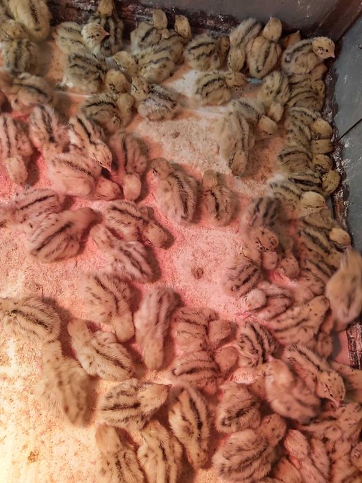 Pui prepelita Giganta Polara si Jumbo Gold