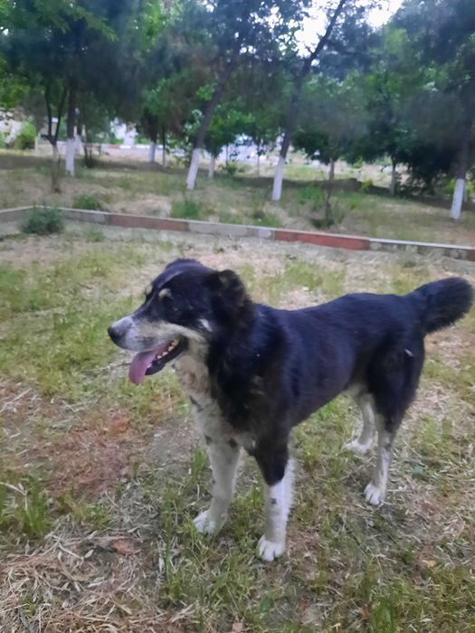 Алабай кобель, возраст 1,5-2 года