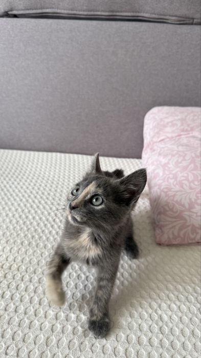 Котенок девочка в хорошие руки