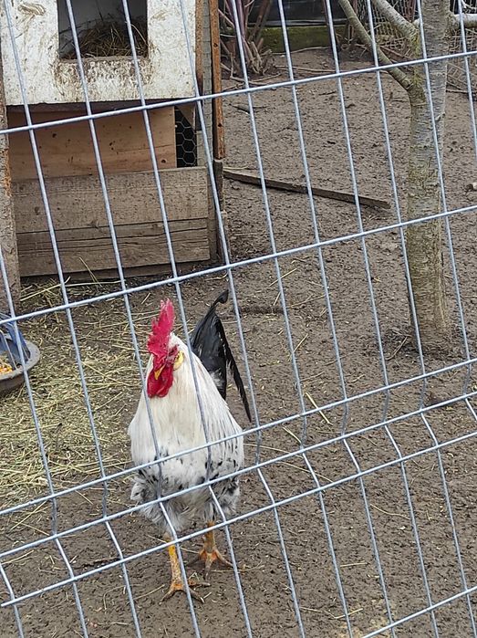 Plymouth 2+1 familie, Cocos, Italian argintiu, rasa usoara