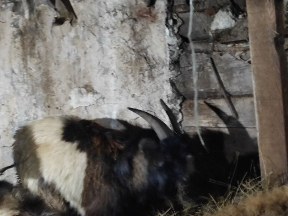 Ешкілер сатылады 4 бас ұрғашы, 1теке