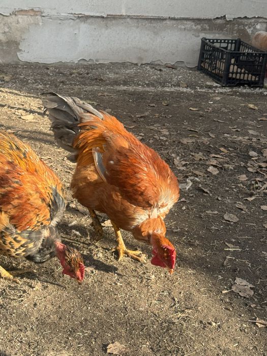 Продаю петухов молодняк