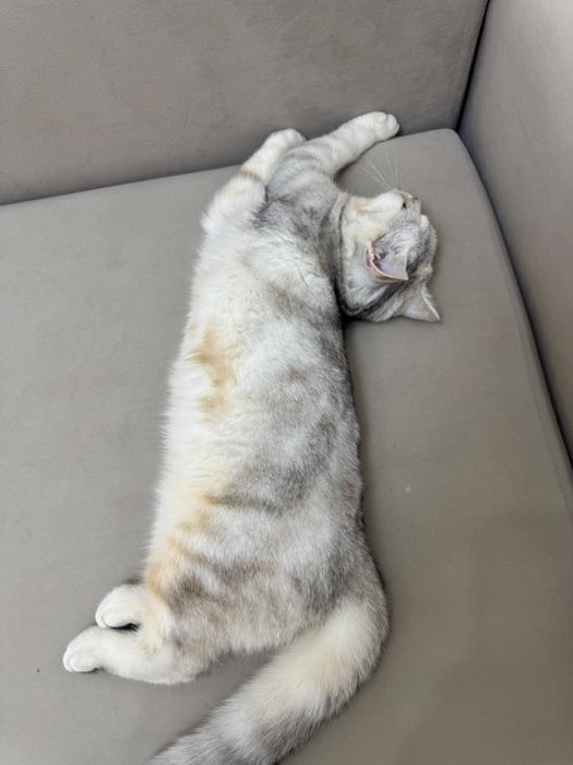 Котенок британец