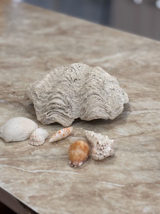 Ракушка ностяшеи