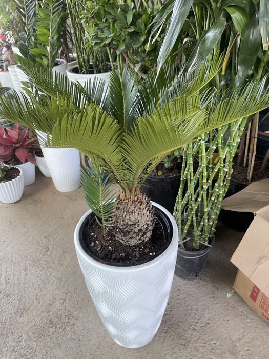 Комнатные растения оптом и в розницу