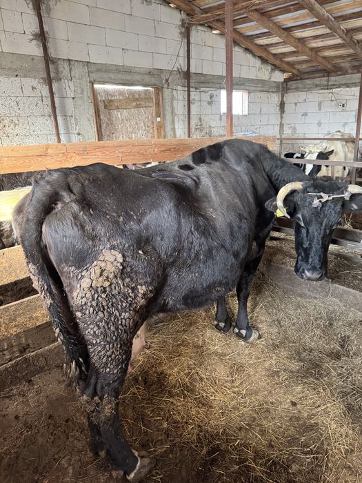 Vand trei vaci mai multe detali la telefon