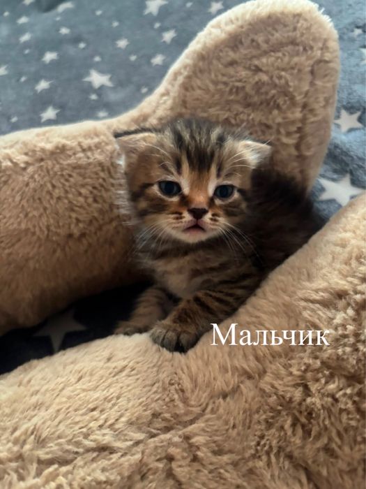 Котятам 1 месяц и 10 дней.
