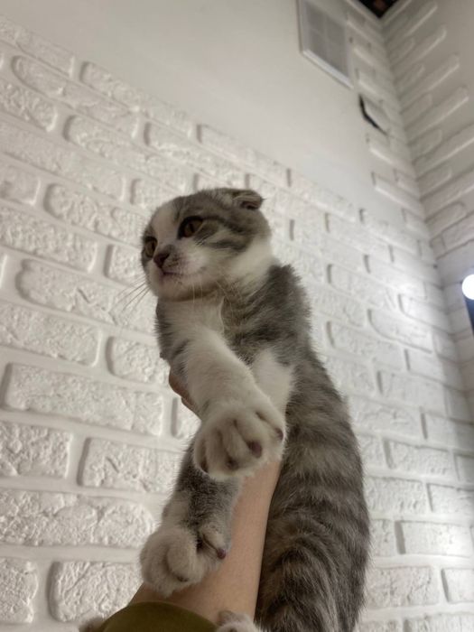 Yaxshi mehribon mushuglarni sevadigon insonga