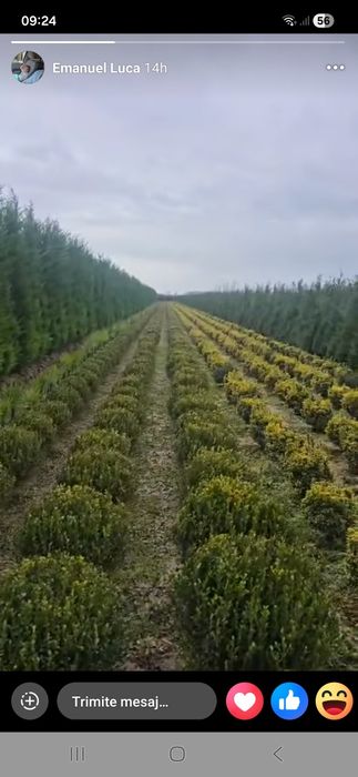 Tei mesteacăn leyladi